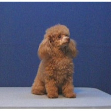 Poodle Toy Breeder in Middleville, Michigan