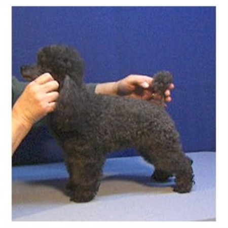 Poodle Toy breeder in Middleville Michigan