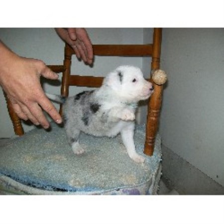 Border Collie breeder in Scottville Michigan