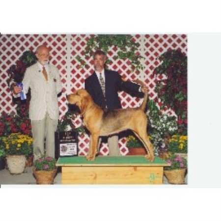 Bloodhound breeder in Scottville Michigan