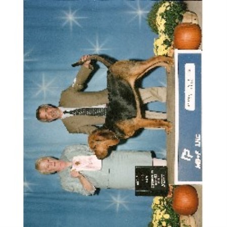 Bloodhound breeder in Michigan picture 2