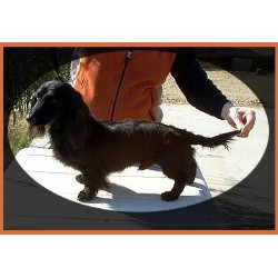 Doxie in California picture 2