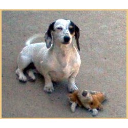 Dachshund breeder in Bakersfield California