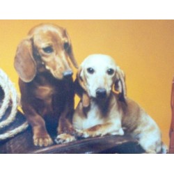 Doxie breeder in California picture 2