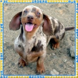 Doxie in California