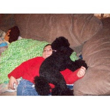 shih tzu puppies for sale ta fl raziel poodles poodle miniature breeder in missouri shih tzu puppies for sale ta fl raziel poodles poodle miniature breeder in missouri