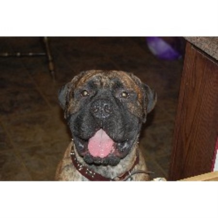 Bruno