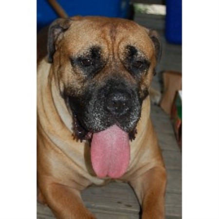 bullmastiff puppies ohio bullmastiff breeders in ohio breeds picture bullmastiff puppies ohio bullmastiff breeders in ohio breeds picture