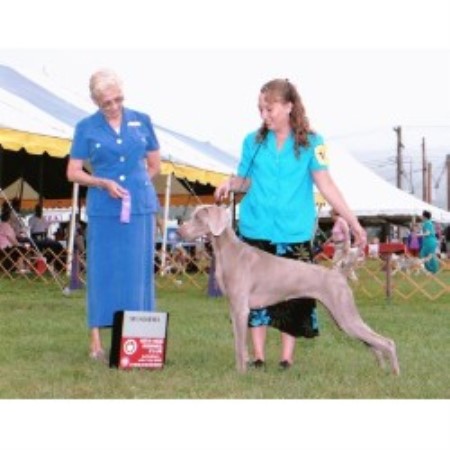 Weimaraner Breeder in Easton, Pennsylvania