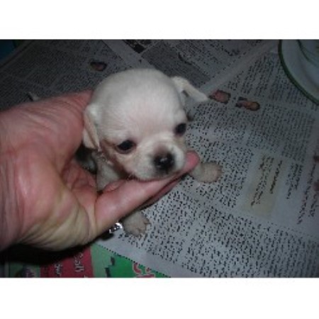 free dogs in nc top chihuahua breeders carolina chihuahua breeders rachael edwards free dogs in nc top chihuahua breeders carolina chihuahua breeders rachael edwards