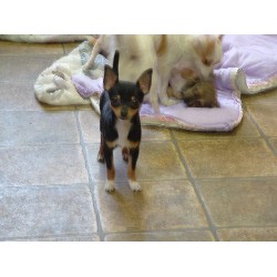 Chihuahua Breeder in Tunkhannock, Pennsylvania