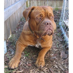 French Mastiff breeder in Ontario picture 2