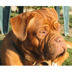 Dogue De Bordeaux Breeder in ---, Ontario