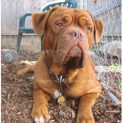 Dogue De Bordeaux breeder in --- Ontario