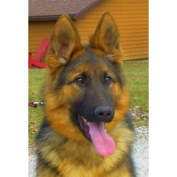GSD,Alsatian in Illinois