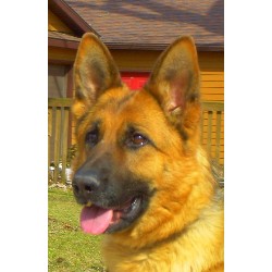 GSD,Alsatian in Illinois picture 2