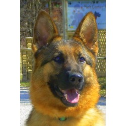 German Shepherd Dog breeder in Pana Illinois