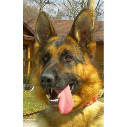 GSD,Alsatian breeder in Illinois picture 2