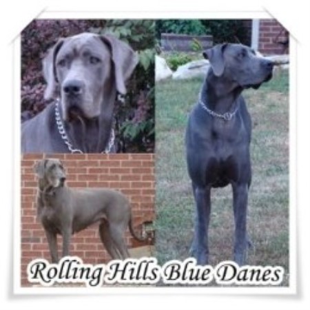 Great Dane Breeder in Brandenburg, Kentucky