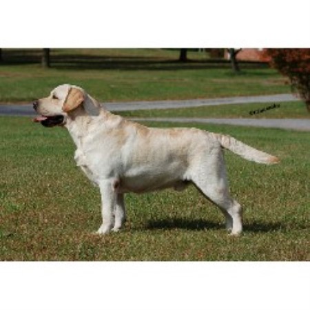 Lab breeder in New Jersey picture 2