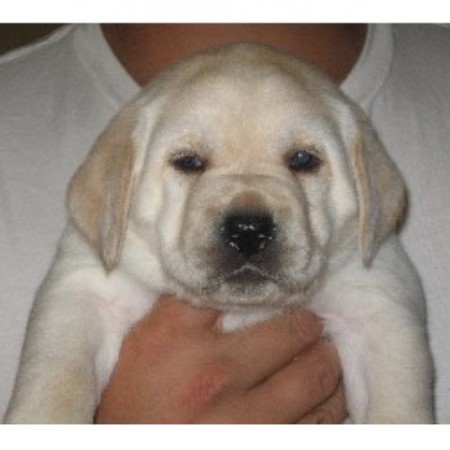 Lab in New Jersey picture 2