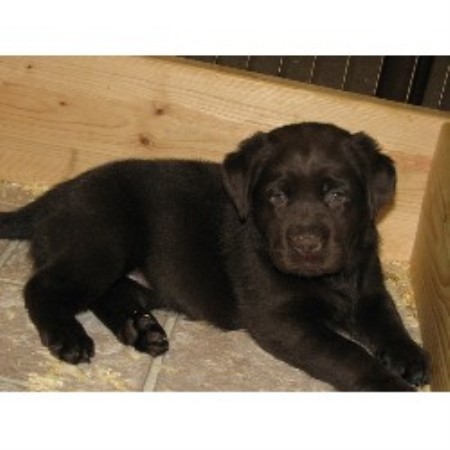 Labrador Retriever breeder in Sewell New Jersey