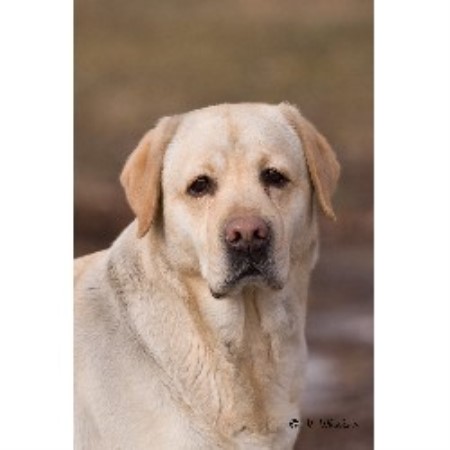 Ambridge Good Day Sunshine at 3 years old
