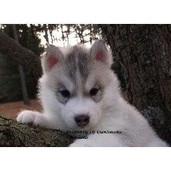 Siberian Husky Breeder in Westminster, Maryland