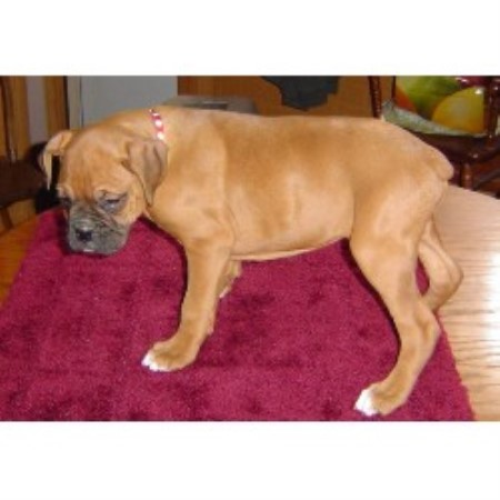 boxer puppies iowa boxer breeders in iowa freedoglistings boxer puppies iowa boxer breeders in iowa freedoglistings