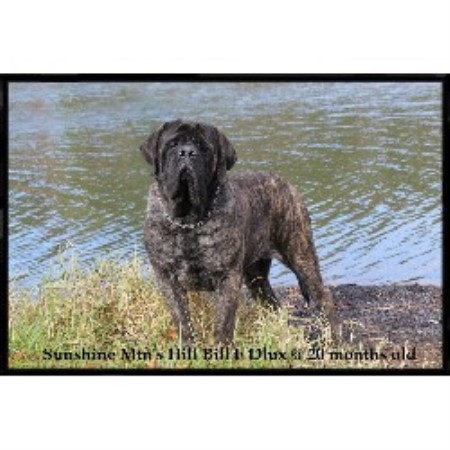 mastiff puppies ohio mtn mastiffs 174 mastiff breeder in whipple ohio listing id 10001 mastiff puppies ohio mtn mastiffs 174 mastiff breeder in whipple ohio listing id 10001