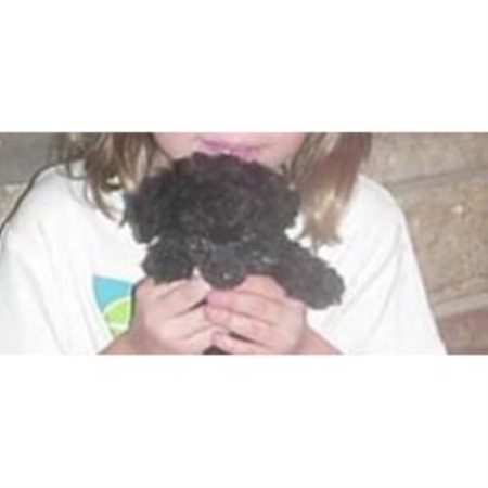 Poodle Toy breeder in Indiana picture 2
