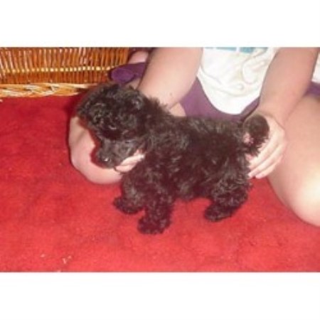 Poodle Toy breeder in Terre Haute Indiana