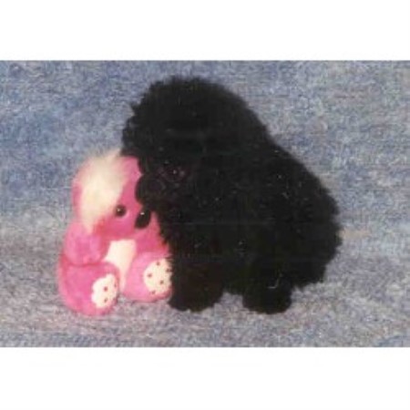 Poodle Toy Breeder in Terre Haute, Indiana