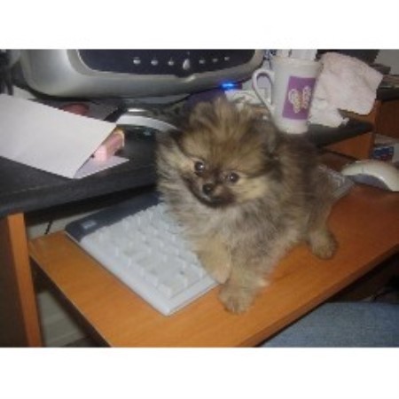 Pomeranian in Alberta picture 2