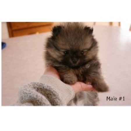 Pomeranian breeder in Lethbridge Alberta