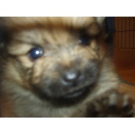 pomeranian rescue alberta eveningmist pomeranian breeder in lethbridge alberta pomeranian rescue alberta eveningmist pomeranian breeder in lethbridge alberta