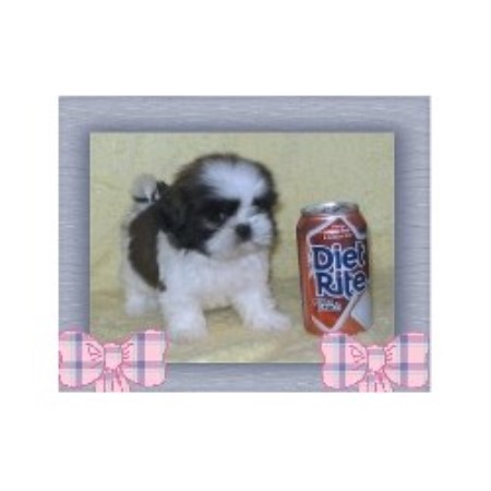 Shih Tzu in California