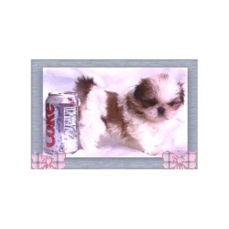 Shih Tzu breeder in California picture 2