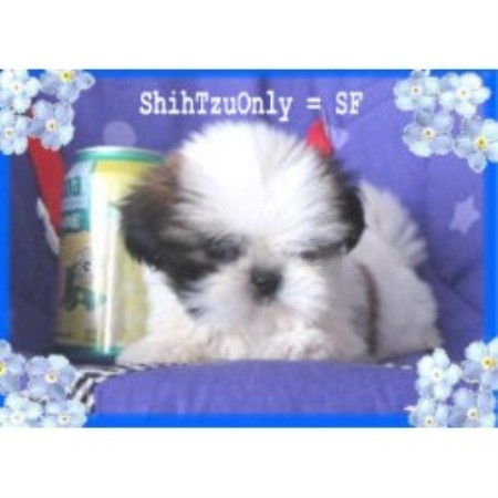 Shih Tzu breeder in San Francisco California