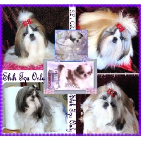 Shih Tzu Breeder in San Francisco, California