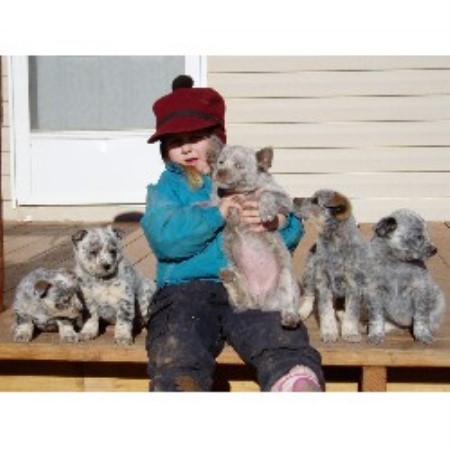 Blue Heeler,Red Heeler in Wyoming
