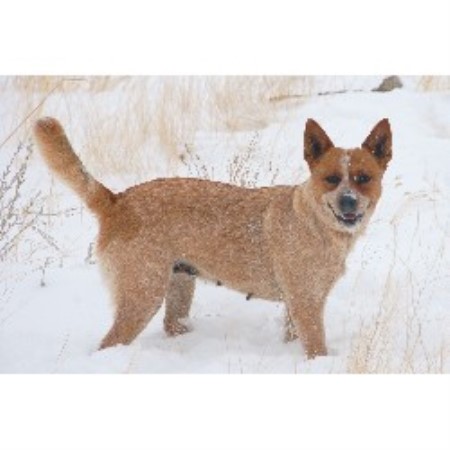 Blue Heeler,Red Heeler in Wyoming picture 2