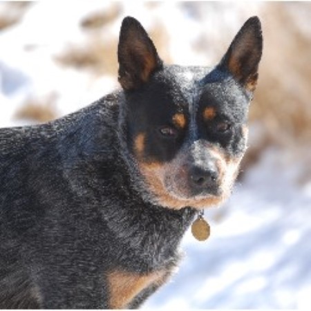 Blue Heeler,Red Heeler breeder in Wyoming picture 2