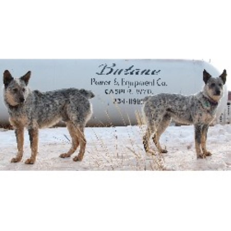 Australian Cattle Dog breeder in Arminto Wyoming
