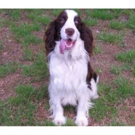 springer spaniel puppies michigan springer spaniel breeders and kennels freedoglistings page 3 springer spaniel puppies michigan springer spaniel breeders and kennels freedoglistings page 3