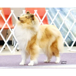 Collie Breeder in Lake City, Michigan