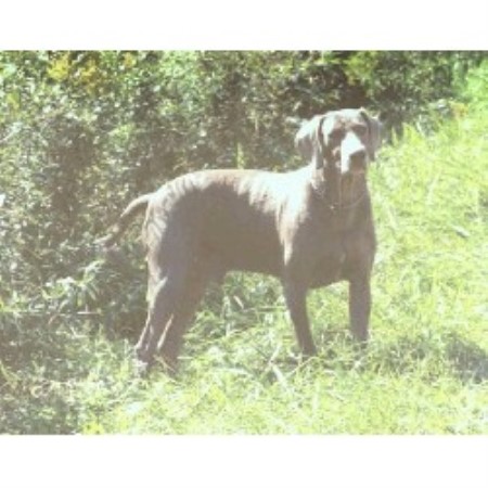 Weimaraner Breeder in Bath, Pennsylvania
