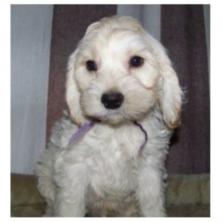 Cockapoo in New York picture 2