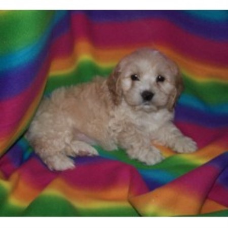 Cockapoo