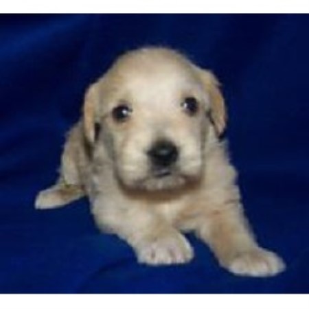 Schnoodle Breeder in Canandaigua, New York